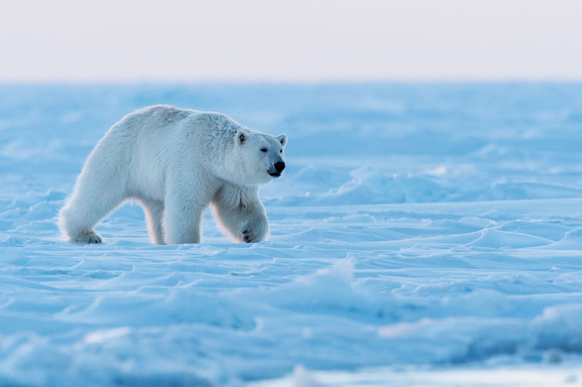 Imagen inferior IZQUIERDA